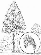 Coloring Sequoia Pages Tree Printable Designlooter Trees Recommended 08kb 1000px sketch template