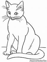 Kucing Diwarnai Kumpulan Mewarnai Mewarna sketch template