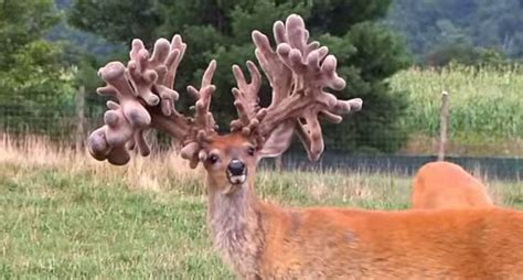 The Largest Whitetail Deer Rack Belongs To This Captive