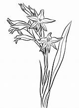 Gladiolus Cuspidatus Amaryllis Onlinecoloringpages sketch template