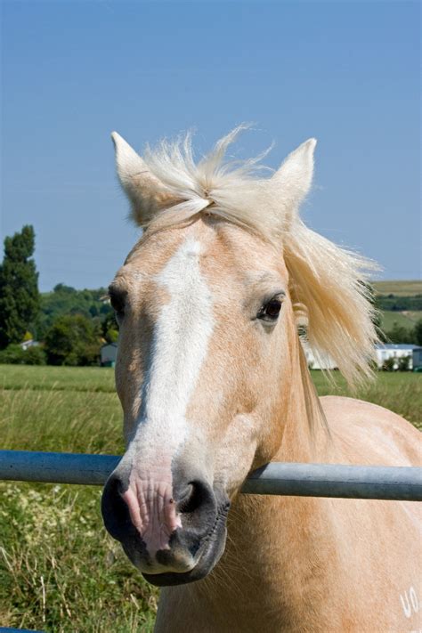 horse portrait  stock photo public domain pictures