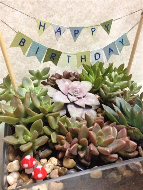 happy birthday    gift  succulents