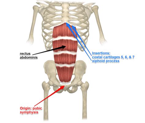 rectus abdominis muscle  attachments  actions yoganatomy