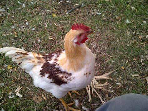 what breed is this rooster so all of these miller s champion brown