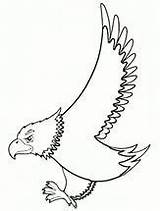 Falcon Hawk sketch template