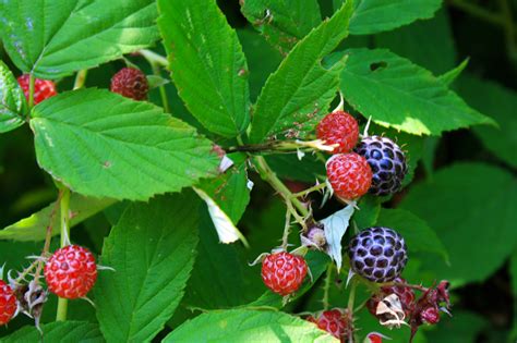 black raspberry berry  ontario native plant nursery container