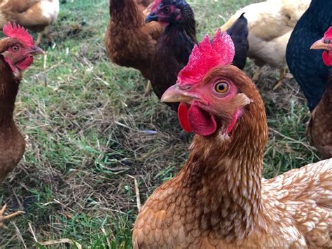 laying hens  triple green jade farm willsboro ny