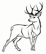 Deer Coloring Pages Clipartmag sketch template