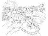 Iguana Lagartos Deserto Reptiles Animais Dibujos Iguanas Pintarcolorir Gecko Repteis Lizard Ainda Muitos Desenhosinfantis Tudodesenhos Coloringbay Hickoryrecord Tortuga sketch template