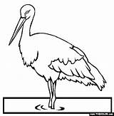 Stork Coloring Pages Endangered Animals Storks Oriental Getcolorings Color 2kb 565px sketch template