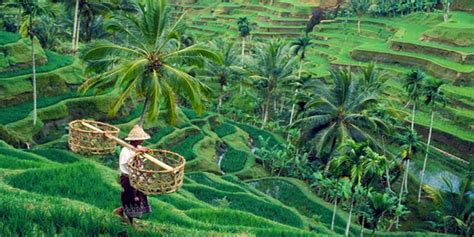 Tegalalang Rice Terraces Ubud Inclusive Bali Tour