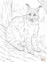 Lynx Luchs Ausmalbild Lodjur Eurasischer Kuvahaun Tulos Haulle Metsä Katter sketch template