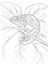 Coloring Chameleon Pages Colouring Printable Color Blank Nature Lizard Veiled Chameleons Reptiles Common Adult Animal Books Farm Drawings Crafts Supercoloring sketch template