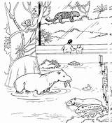 Coloring Zoo Pages Kidprintables Return Main sketch template
