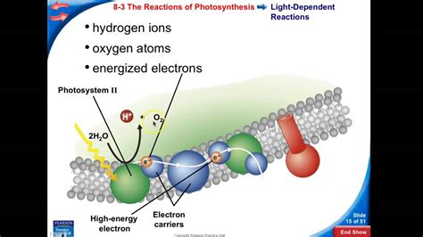 biology ch  sec  part   light dependent reactions youtube