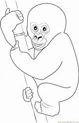 Gorilla Coloring Baby Cute Drawing Pages Color Getdrawings Coloringpages101 sketch template