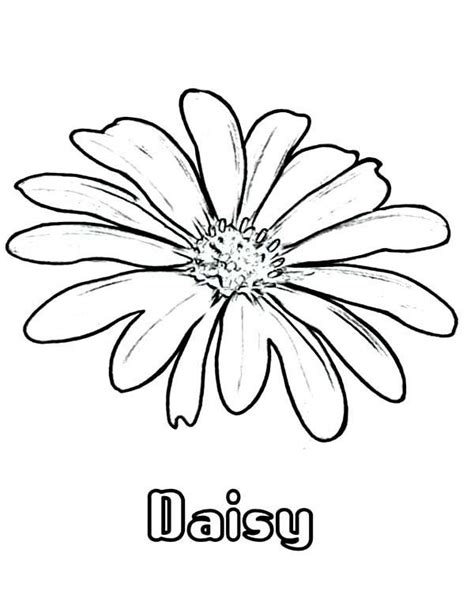 pin em flower coloring pages