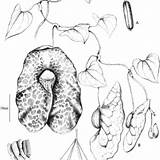 Aristolochia Gigantea Habitus sketch template