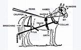 draft horse harness parts diagram automotive parts horse harness harness horses