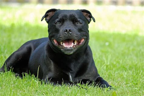 traumatised familys dog   put  sleep   mauled