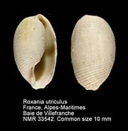 Afbeeldingsresultaten voor "roxania Utricula". Grootte: 180 x 185. Bron: www.nmr-pics.nl