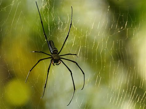 bondage can stop male spiders gettting eaten after sex scientists find