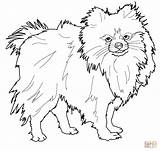 Pomeranian Drawing Coloring Getdrawings Pages sketch template