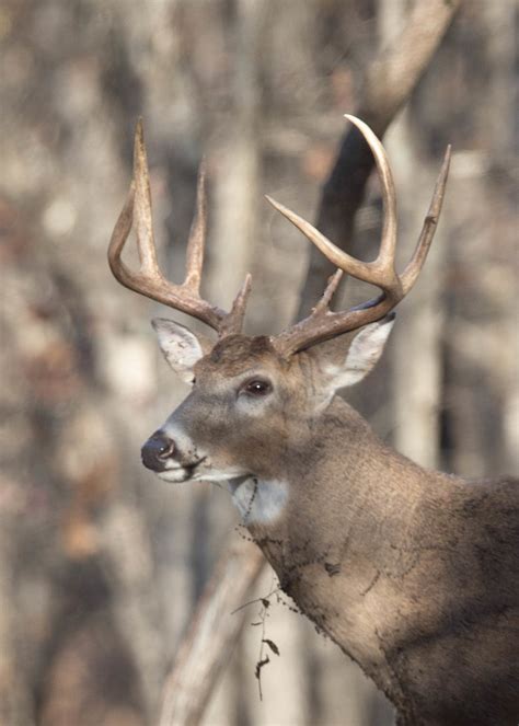 point buck  photo  flickriver