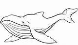Whale Coloring Pages Humpback Outline Clipart Clip Whales Kids Template Blue Printable Cartoon Sperm Cliparts Print Coloringkids Library Drawing Line sketch template