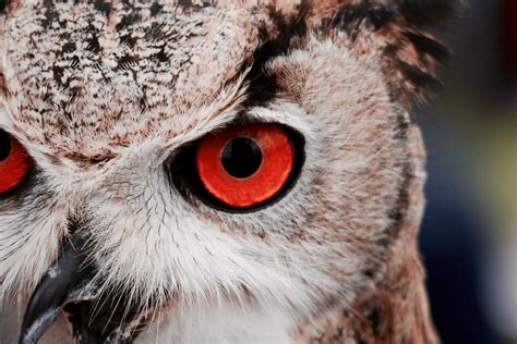 color combination owls eyes canvas design wiki