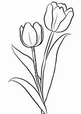 Tulipani sketch template