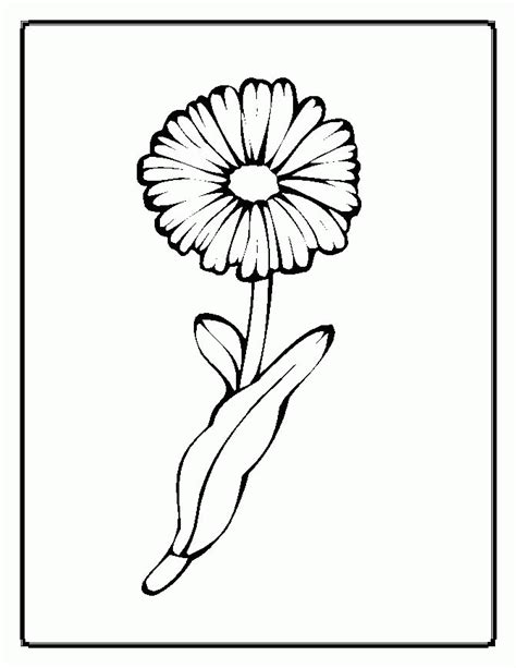 flower coloring pages  preschoolers coloring home