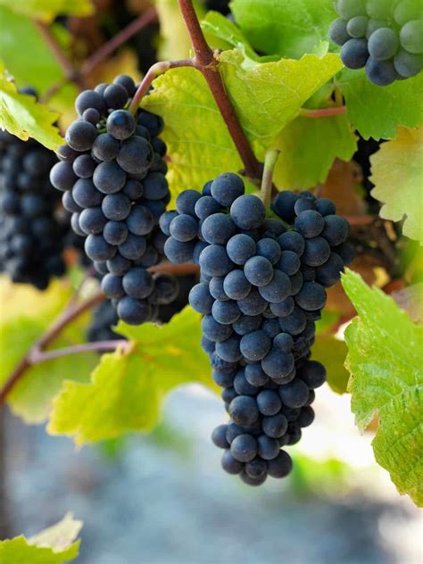 pinot noir  introduction   beloved red wine halleck vineyard