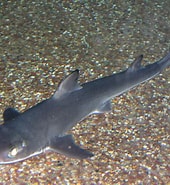 Afbeeldingsresultaten voor "squalus Mitsukurii". Grootte: 170 x 185. Bron: www.aquaworld-oarai.com