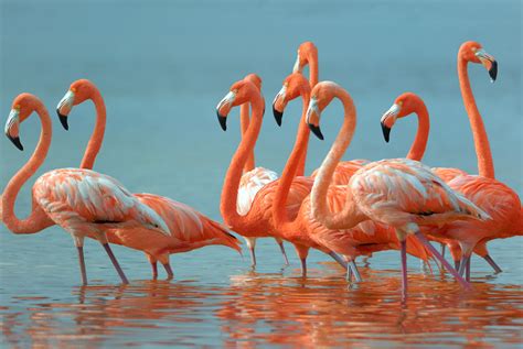 opiniones de flamingos