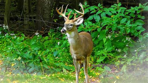 fall ohio hunt  whitetail deer buck youtube
