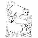 Bear Brown Coloring Pages Cubs Printable Top Ones Little sketch template
