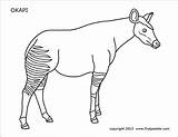 Okapi Coloring Printable Pages Firstpalette sketch template