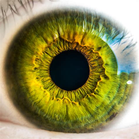 hoe werkt de iris  je oog alles  het menselijk oog