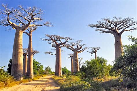 avenue of the baobabs southern africa development community