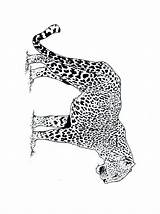 Coloring Pages Cheetah Coloriage Guepard Cheetahs Animated Leopard Dessin Gif Coloringpages1001 Bebe Dessiner Imprimer sketch template