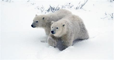 polar bear breeding mating gestating birthing and more