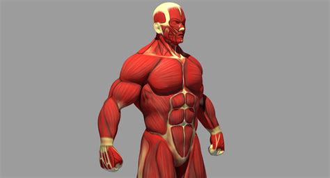 muscle anatomy reference  model turbosquid