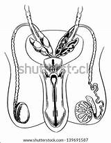 Male System Reproductive Vector Diagram Stock Illustration Genitalia Shutterstock Pic Testicles Depositphotos Health Chart sketch template