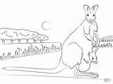 Wallaby Coloring Pages Baby Necked Red Kangaroo Aboriginal Printable Supercoloring Animal Colouring Drawing Animals Crafts sketch template