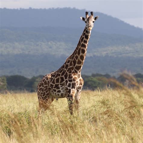 how did the giraffe get its long neck adult male mikumi np penn state university