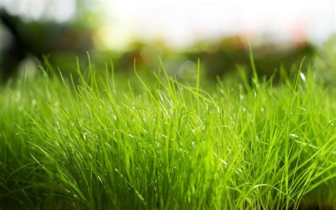 Hd Grass Wallpaper 76 Images