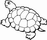 Outline Animals Colouring Coloring Pages Simple Library Clipart Turtle sketch template