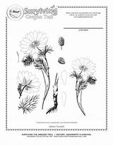 Coloring Botany Pages Popular sketch template