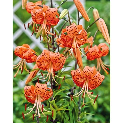 garden state bulb  pack tiger lily bulbs lw  lowescom